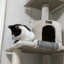 에이스 캣 이미지