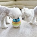 댕댕스낵 이미지