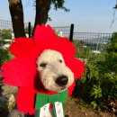 댄싱도그 이미지