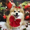 콩이네 이발소 이미지