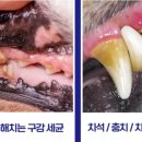 덴탈마트 이미지