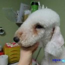 시오인테리어 네이버블로그
