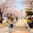 청구아파트 뒤 공영주차장 조성공사 | [구미벚꽃여행] 구미 금오천 벚꽃명소 데이트 가족 나들이 추천 주차 정보까지 한 번에 정리