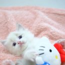 부산고양이분양퍼스트캣