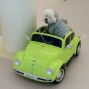 초록애견샵 | 광주 애견카페 파파스그라운드 후기｜90평 실내 운동장·포토존·쇼핑존까지 완벽했던 곳