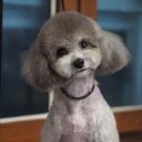 아모르디 이미지