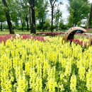 보강천 미루나무숲 이미지