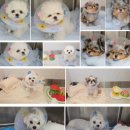 유한동물병원 | 16살·17살 강아지 스케일링 후기｜노령견 마취 전 평가와 치과 치료 [성남·용인 P&P 수술전문 동물병원]