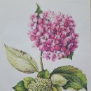 꽃그림 보타니컬 색연필화 이미지