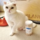 둔둔축산 | 반려동물 동결건조 간식 퍼링펫 급여후기