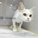 네오 동물병원 이미지