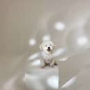 pet 146너 4636 | 홍대 강아지동반프로필 [스튜디오원픽_디어마이펫] 촬영 후기