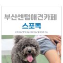 부산마녀마녀김밥센텀점 | [스포독]부산 애견카페 솔직후기 ㅣ소형견부터 대형견까지 수영장도 구비된 루프탑 애견카페