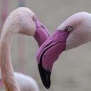 플라밍고 이미지