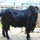 종부농장 이미지