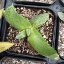 핑크 체리 이미지