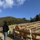 큰언덕목장 이미지