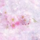 리틀버디 이미지