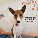 포댕포댕 이미지