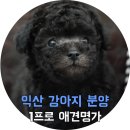 애견명가 이미지