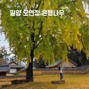 은행자동차(주) | 밀양 오연정 은행나무 단풍 용평터널 가을 여행지