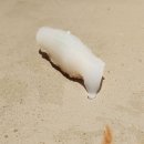 으뜸생선 이미지