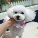 옥천애견미용 이미지