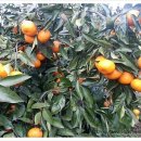 바산농장 이미지