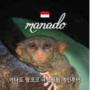 새아침공원 | 마나도 여행지 탕코코 국립공원 투어 후기