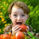 토마토2 이미지