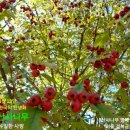 5월 13일. 한국의 탄생화 / 산사나무, 병아리꽃나무 등 이미지
