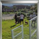 강아지 보호센터 이미지