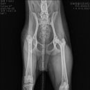 금빛동물수술센터 이미지