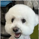 포블포블 이미지