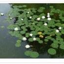 장미정원 - 아산시 송곡길 190-12 | 장미정원