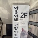 천안두정중학교 | 천안 두정동 고양이카페 야옹이네 고양이카페 방문 후기 (힐링 데이트 추천)