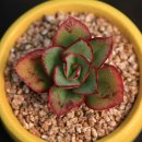 롯데마트 앞 사거리 이미지