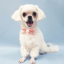 핑크펫샵 이미지