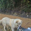 사랑할개 이미지