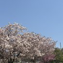 [4.26] 개심사 청벚꽃 겹벚꽃 개화시기 실시간 후기