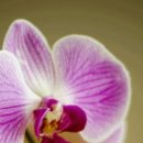 행복한의료기 이미지