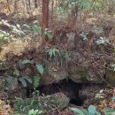 비자림의 아침 이미지