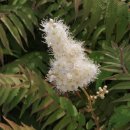 개쉬땅나무꽃(쉬땅나무 (식물) [Sorbaria sorbifolia var. stellipila]) 이미지