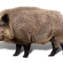 멧돼지집 이미지