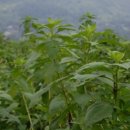 한결농장 이미지