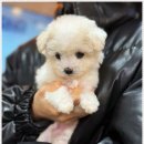 블리독인천부평점강아지분양 말티푸 미니비숑프리제 포메입양 | 인천 강아지분양 부평에서 토이푸들 분양 알아보는 분들께 도움이 될 후기:))