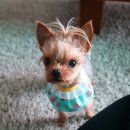 코코까까 이미지