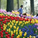 서울근교 아침고요수목원 봄나들이 봄꽃축제 이미지