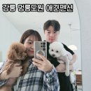강릉 애견펜션 멍릉도원 깔끔하고 청결한 편안한 숙소 내돈내산후기