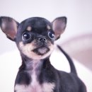 마산애견 이미지